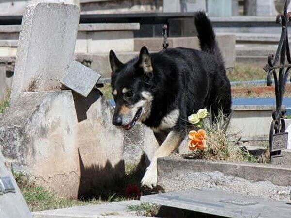 Un perro que vive junto a su dueño, en el cementerio.