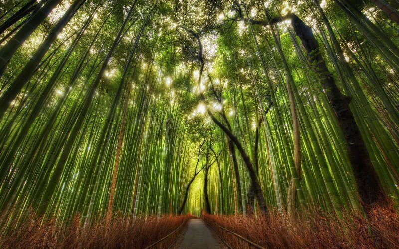 El bambú japonés – Cuento zen